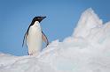 081 Antarctica, Brown Bluff, adeliepinguin